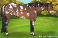 Horse Color:White Spotted Bay Roan Varnish