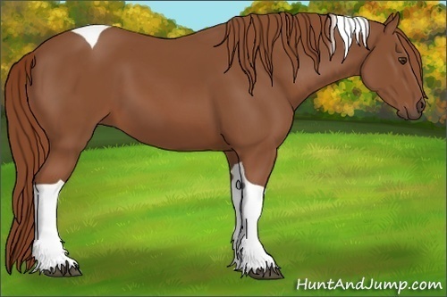 Horse Color:Chestnut Tobiano
