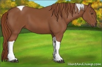 Horse Color:Chestnut Tobiano