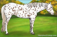 Horse Color:Chestnut Appaloosa