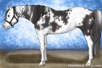 Horse Color:White Spotted Smoky Black Splash 