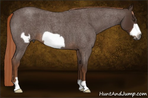Horse Color:Gray Red Roan Frame 