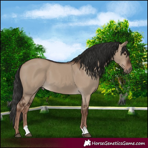 Horse Color:Liver Red Dun