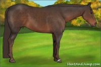 Horse Color:Liver Chestnut 