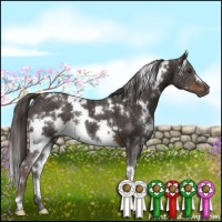 Horse Color:White Spotted Liver Chestnut
