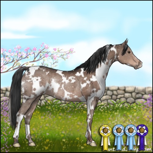 Horse Color:White Spotted Liver Chestnut Rabicano 