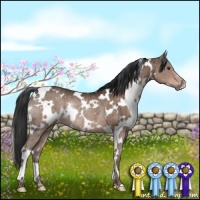 Horse Color:White Spotted Liver Chestnut Rabicano 
