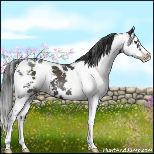 Horse Color:Liver Chestnut Sabino 