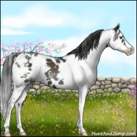 Horse Color:Liver Chestnut Sabino