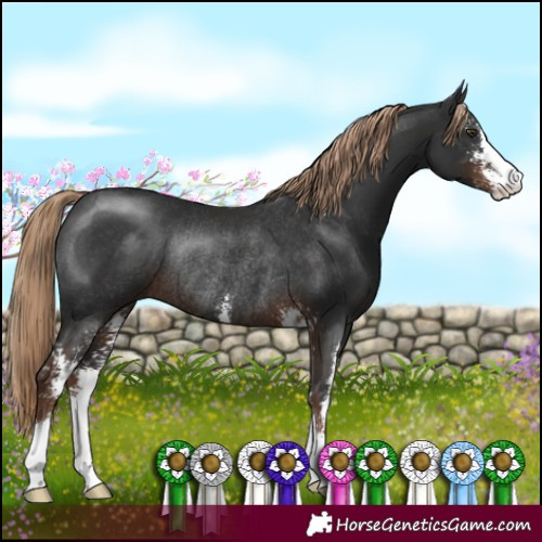 Horse Color:Liver Chestnut Sabino Rabicano 