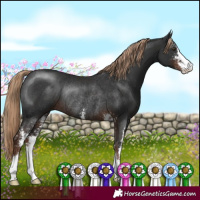 Horse Color:Liver Chestnut Sabino Rabicano