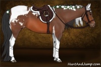 Horse Color:Bay Tobiano Appaloosa 