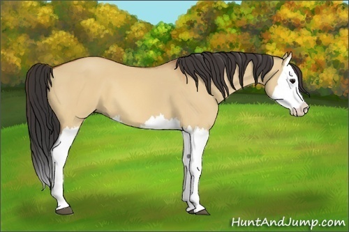 Horse Color:Bay Dun Splash 