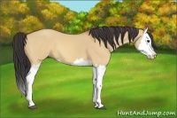 Horse Color:Bay Dun Splash 