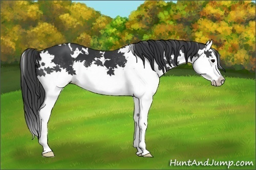 Horse Color:White Spotted Black Splash