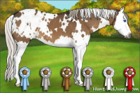 Horse Color:Gray White Spotted Silver Brown Dun Splash Appaloosa 