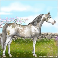 Horse Color:White Spotted Chocolate Palomino Splash 