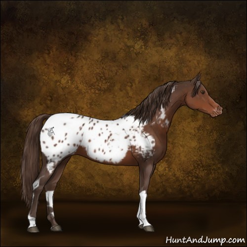 Horse Color:Liver Chestnut Tobiano Appaloosa