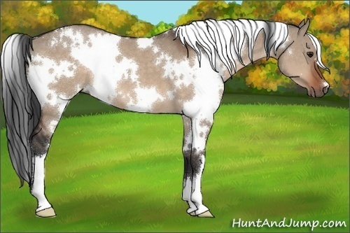 Horse Color:White Spotted Brown Dun 