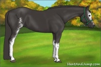 Horse Color:White Spotted Smoky Black 