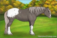 Horse Color:Silver Black Appaloosa