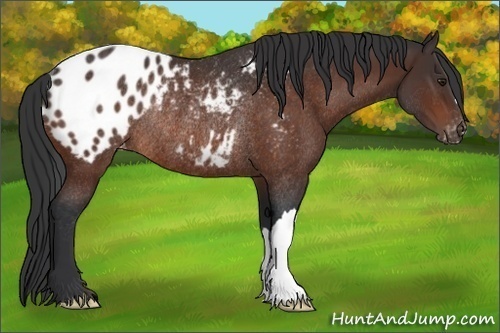 Horse Color:Bay Appaloosa Rabicano 