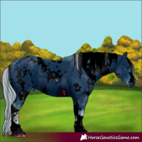 Horse Color:ERROR: UNKNOWN ANOMALY