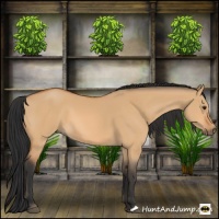 Horse Color:Bay Dun