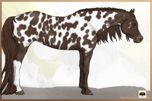 Horse Color:Liver Chestnut Appaloosa 