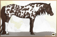 Horse Color:Liver Chestnut Appaloosa 
