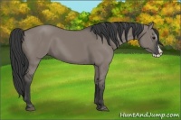 Horse Color:Grullo Splash 