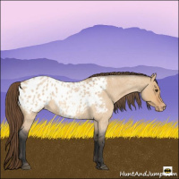 Horse Color:Bay Roan Dun Appaloosa