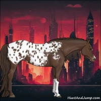 Horse Color:Liver Chestnut Appaloosa 