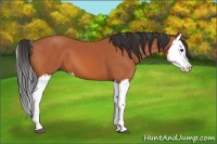 Horse Color:Bay Splash 