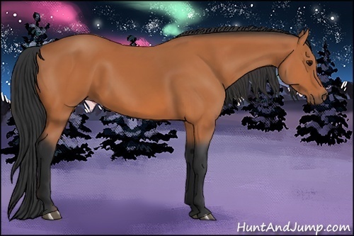 Horse Color:Bay Rabicano 