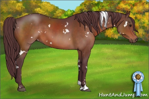 Horse Color:White Spotted Chocolate Brown Sabino 