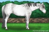 Horse Color:White Spotted Grullo Roan