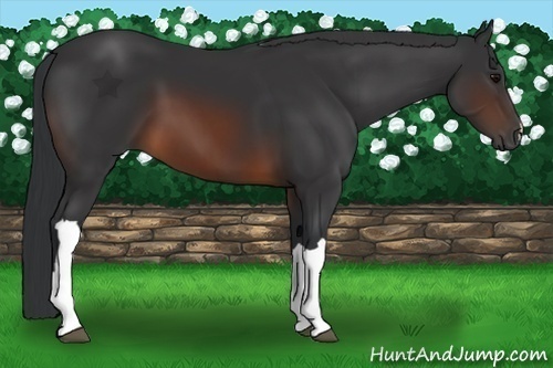 Horse Color:Brown 