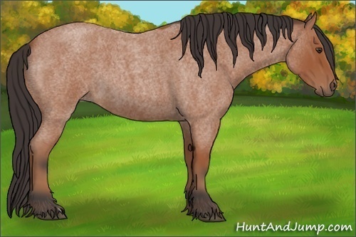 Horse Color:Bay Roan 