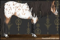 Horse Color:White Spotted Bay Frame Appaloosa Rabicano