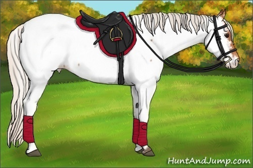 Horse Color:Silver Bay Near Fewspot