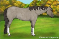 Horse Color:Smoky Grullo Roan 