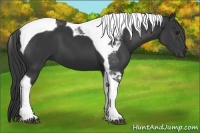 Horse Color:Black Tobiano 