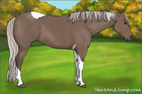 Horse Color:Silver Black Tobiano 