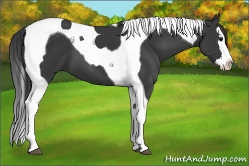 Horse Color:Black Splash Tobiano 