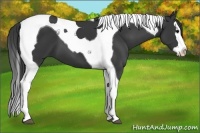 Horse Color:Black Splash Tobiano