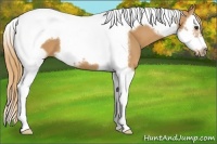 Horse Color:Chestnut Splash Tobiano Frame
