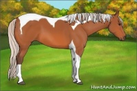 Horse Color:Silver Bay Tobiano