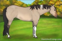 Horse Color:Bay Dun Tobiano 