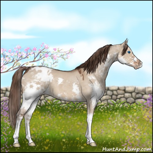 Horse Color:Liver Red Dun Sabino Splash Appaloosa
